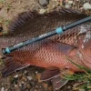 SHIMANO G.LOOMIS NRX+ 802C JWR baitcasting rod – Bild 2